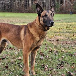 Dutch - Fawn male Belgian Malinois puppy in Centreville, Maryland from Barbihaus Kennels