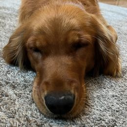 Golden Retrievers from Riverbend Retriever’s