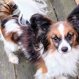 Papillons from Pam Firestone Bailey