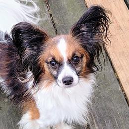 Papillons from Pam Firestone Bailey