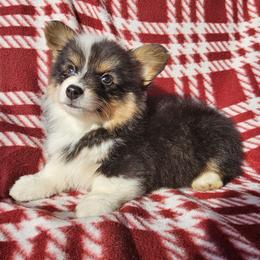 Shaggy - Black and tan male Pembroke Welsh Corgi puppy in Castle Rock, Washington from Heckman Corgis