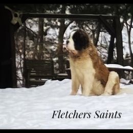 Saint Bernard Puppies from Fletchers Saints