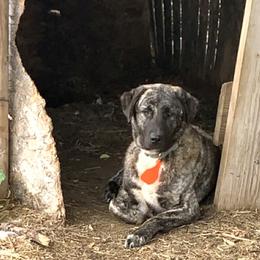 Hárika - Anatolian Shepherd Dog