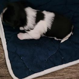 Girl 1 - Black tan and white female Biewer Terrier puppy in Dayton, Ohio from BiewerHeart Yorkies