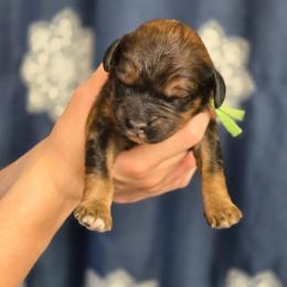 Java - Sable male Goldendoodle puppy in Crawfordsville, Iowa from DoodleBlessings