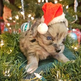 Clover Tiny Toy CKC - Red merle female Aussiedoodle puppy in Doerun, Georgia from Twig & Tail Puppies