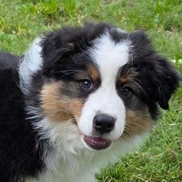 Sierra - Black tri-color female Australian Shepherd puppy in Red Oak, Texas from Wildwing Aussies