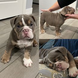 Bulldog and French Bulldog Puppies from JuneBug Bullies