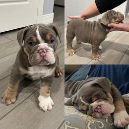 Bulldog and French Bulldog Puppies from JuneBug Bullies
