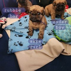 Brussels Griffon Puppies from Karen Marquez