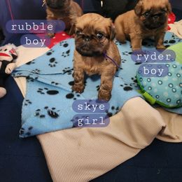 Brussels Griffon Puppies from Karen Marquez