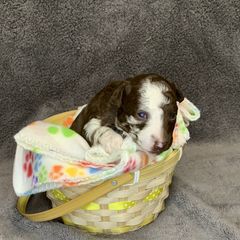 Boy 4 - Brown merle male Mudi puppy in Raeford, North Carolina from Wodan Kennels