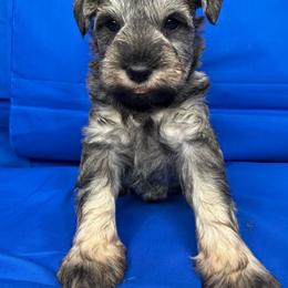 CYRO - Wheaten male Miniature Schnauzer puppy in Pisgah, Alabama from Mashburns Little Munchkins