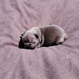 Boston Terrier and French Bulldog Puppies from Freedom Bostons