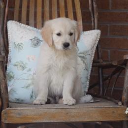 Golden Retriever Puppies from Wise-Taylor Goldens