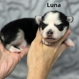 Luna - Black and white female Pomsky puppy in Fredericksburg, Virginia from Purely Pomskies