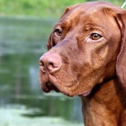 Vizslas from Paradox