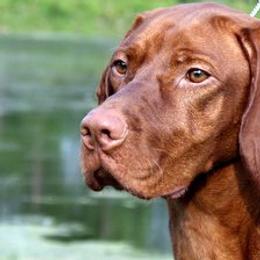 Vizslas from Paradox