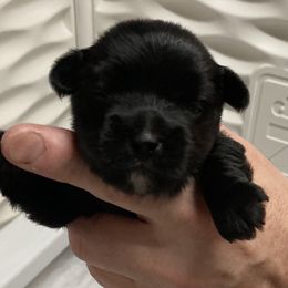 Assorted Doodle Crosses, Double Doodle, Maltipoo, Morkie, and Yorkipoo Puppies from Danza Bolo
