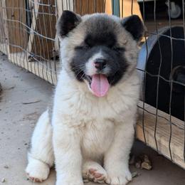 Yuri's Girl 4 - White female Akita puppy in South Carolina from Sierra Mountain Akitas