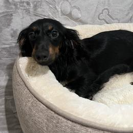 D.D - Dachshund