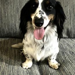 Louie - Dachshund