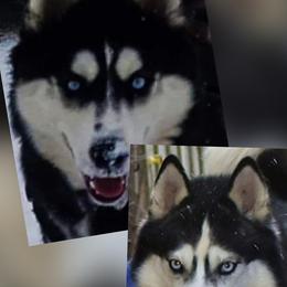 Siberian Husky puppies from Xk siberians