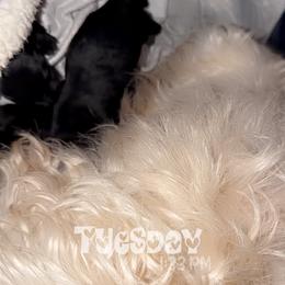 Fee fee - Black female Scottish Terrier puppy in Mancelona, Michigan from Stefany Farm of Happiness