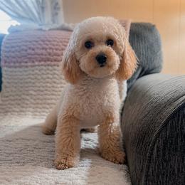 Olive - Cream female Poodle puppy in Live Oak, Florida from Grams Poodle Babies