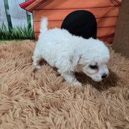 Princess - White female Bichon Frise puppy in Neosho, Missouri from Cooley's Cuddle Pups
