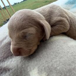 Stella - Fawn (Isabella) female Dachshund puppy in Harrison, Arkansas from Dachshunds on the Hill