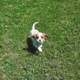 Lily - Blenheim female Cavalier King Charles Spaniel puppy in Pennsylvania from Julie's Cavalier King Charles Spaniels
