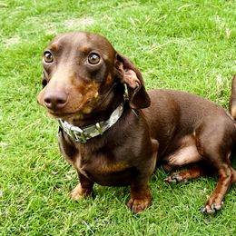 Dachshunds from Remi’s Dapple Dachshunds