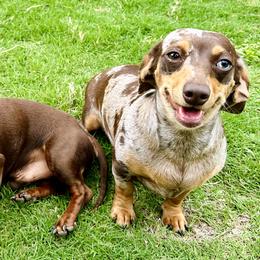 Dachshunds from Remi’s Dapple Dachshunds