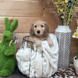 Sprout the SILKY 4000 - Cream male Dachshund puppy in Mayville, Michigan from Teenie Little Hearts