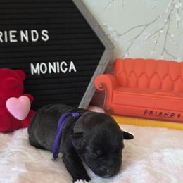 Monica ( Purple collar) - Black and white female Schnoodle puppy in Novinger, Missouri from Stormi Sky Schnoodles