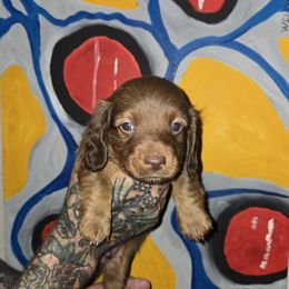 Imran - Chocolate male Dachshund puppy in New Caney, Texas from BouncinMiniWeenies