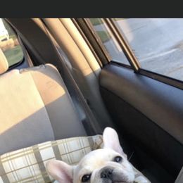 French Bulldog Puppies from Heartfelt Kennels