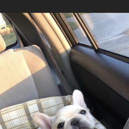 French Bulldog Puppies from Heartfelt Kennels