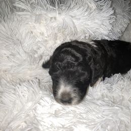 Poodle Puppies from Purple Heart Canines