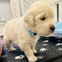 Teal collar - Light golden female Golden Retriever puppy in Ingleside, Texas from Sweetbay Goldens