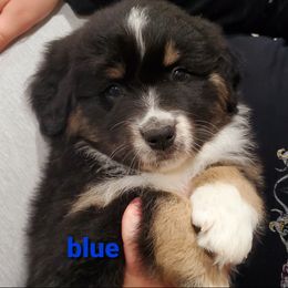 Australian Shepherd Puppies from Winsome Aussies