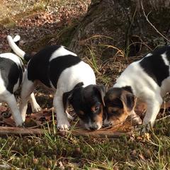 Australian Shepherd and Danish-Swedish Farmdog Puppies from Paradox