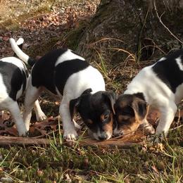 Australian Shepherd and Danish-Swedish Farmdog Puppies from Paradox