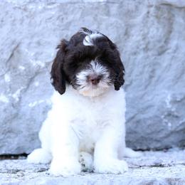 Orange - Chocolate male Australian Labradoodle puppy in Williamstown, New York from Lewis Manor Labradoodles