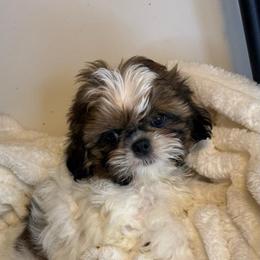 Charlie. Brown - Liver and white male Shih Tzu puppy in Covington, Georgia from Top Hats 2  Shih Tzu’s