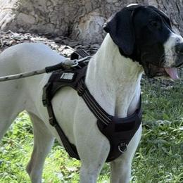 Great Danes from St. Michael's Danes