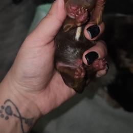 Teacup chocolate boy 1 - Liver male Yorkshire Terrier puppy in Thornville, Ohio from My precious yorkies