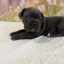 Autumn- Gray- Female - Gray female Cane Corso puppy in Loogootee, Indiana from Walnut Creek Cane Corso