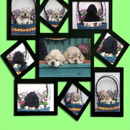 Cocker Spaniel Puppies from Doc's Cockers